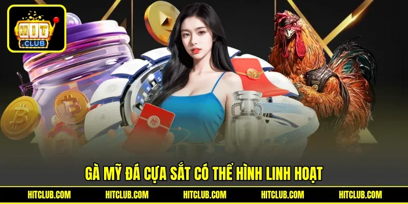 Gà Mỹ Đá Cựa Sắt có thể hình linh hoạt Gà Mỹ Đá Cựa Sắt có thể hình linh hoạt