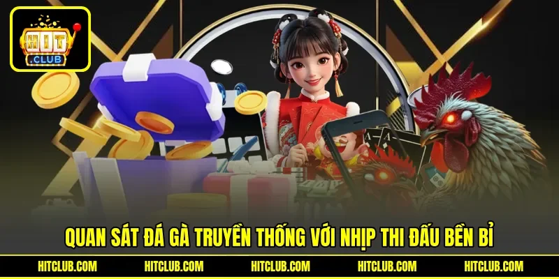 Quan sát đá gà truyền thống với nhịp thi đấu bền bỉ